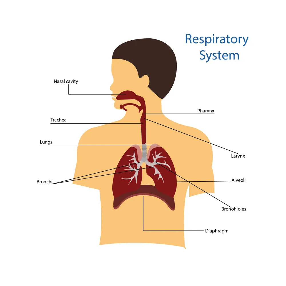 Respiratory System 2.webp